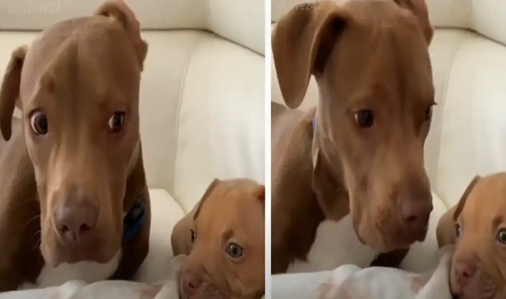 El video ha sido compartido en la página DogLove 24. Foto: captura de Facebook