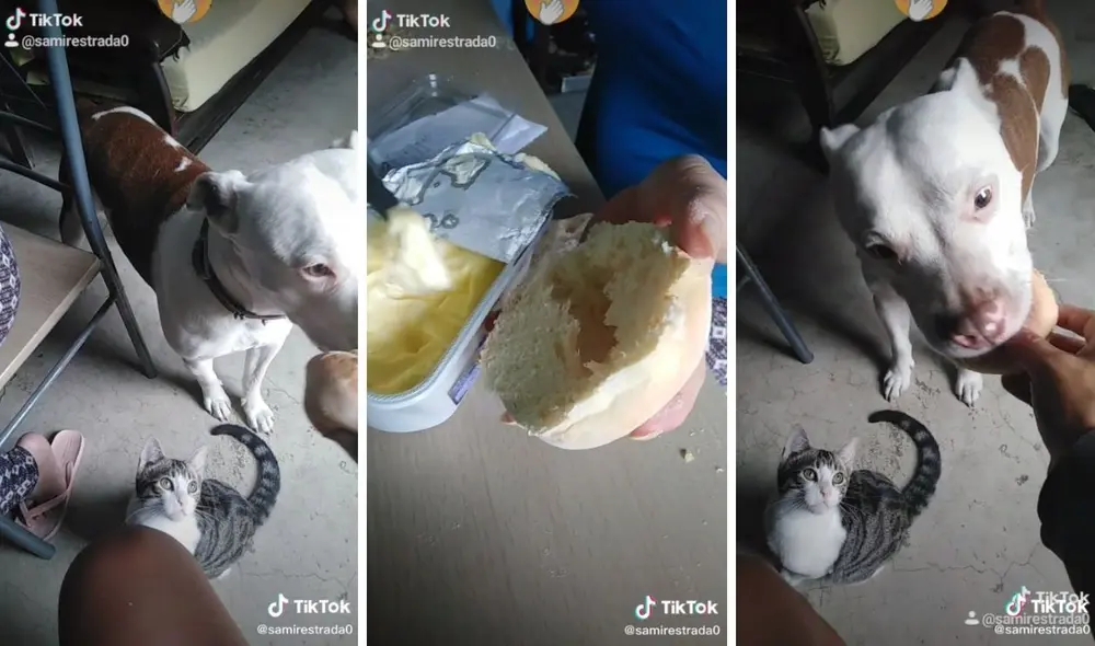 Así es como más le gusta comer el pan a este perrito. Foto: captura de TikTok / @samirestrada0