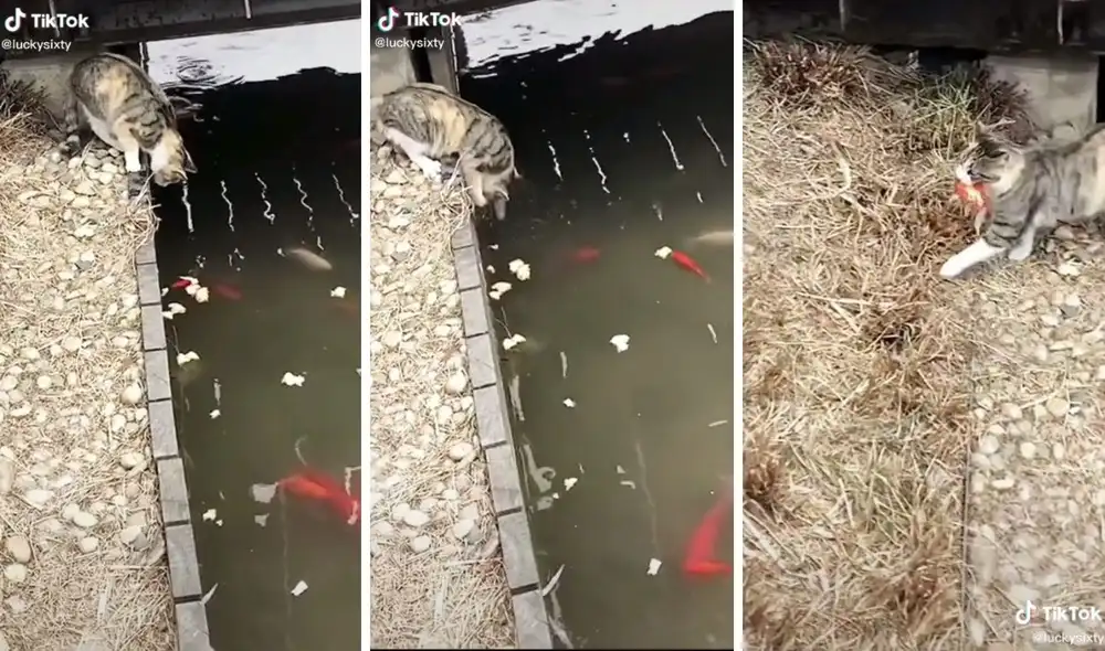 Así fue la maniobra de este gatito 'cazador'. Foto: captura de TikTok / @luckysixty