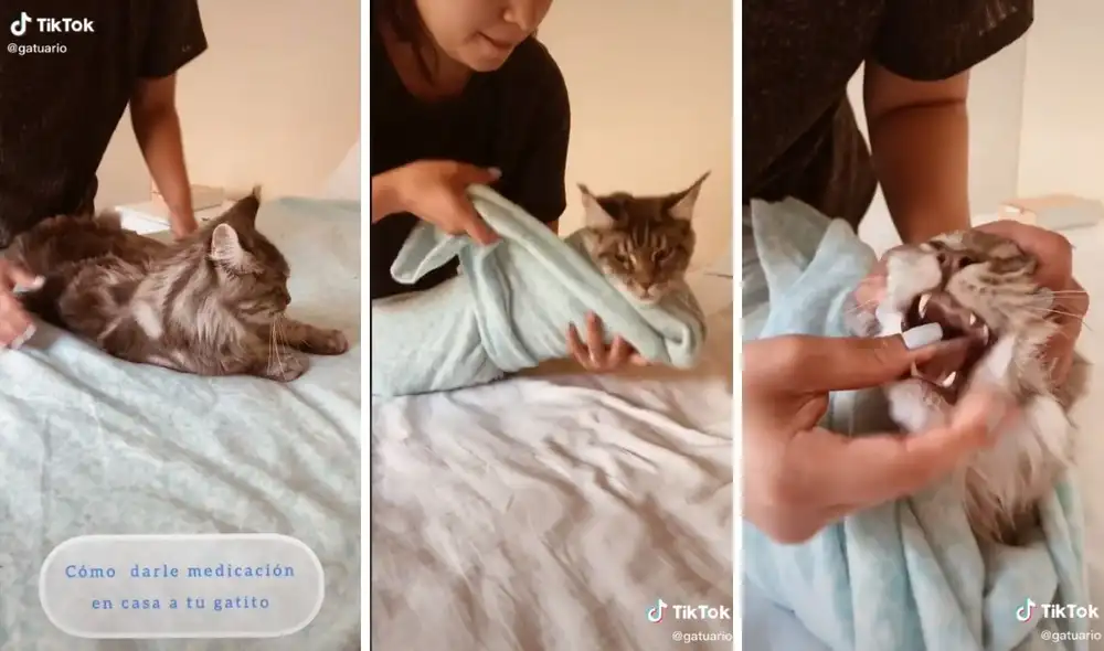 Así evitamos los incómodos forcejeos con nuestros gatos al medicarlos. Foto: captura de TikTok / @gatuario