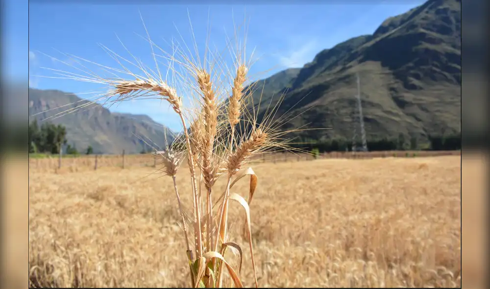 INIA presentó nueva variedad de trigo. Foto: Midagri