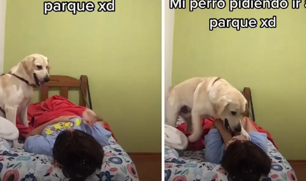 TikTok viral: perro despierta a su dueña y le ‘pide’ ir al parque de ...