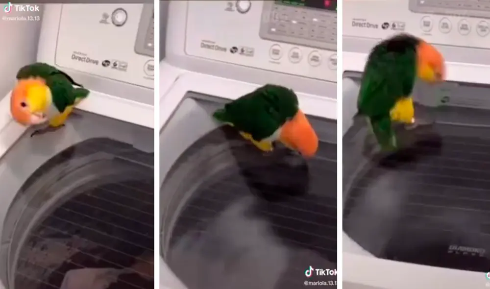 El inquieto loro quiso imitar el movimiento de una máquina lavadora. Foto: captura de TikTok