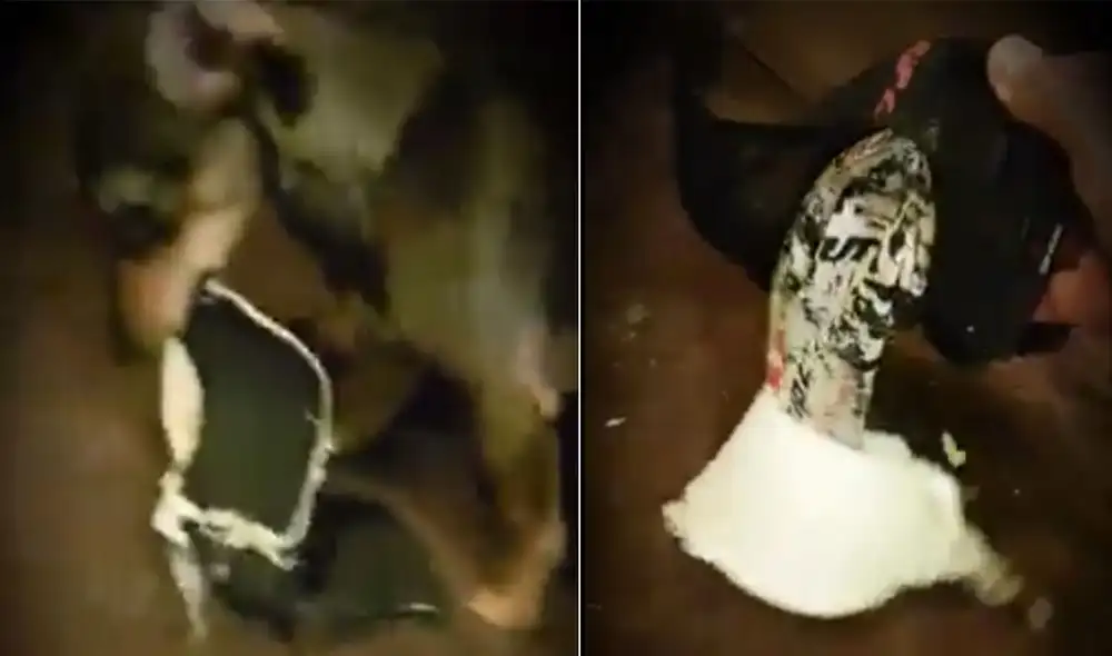 El travieso perrito hizo de las suyas mientras nadie lo veía y su travesura se hizo viral en redes. Foto: captura de Facebook