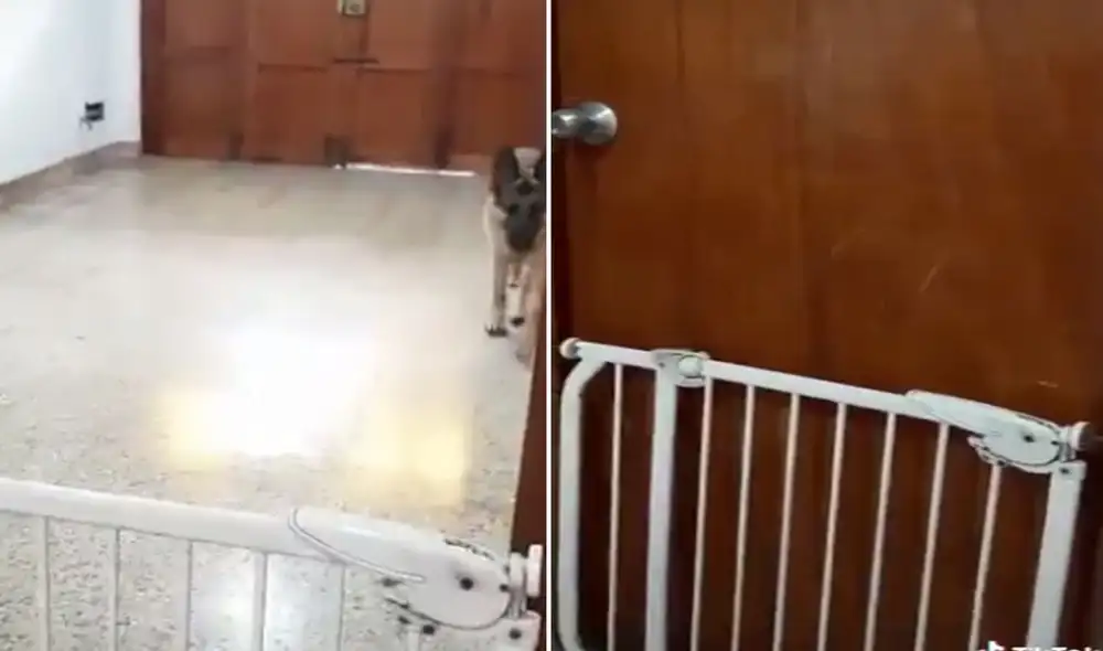 La canina dejó sin palabras a su dueña cuando lanzó la puerta y la escena se hizo viral en redes sociales. Foto: captura de TikTok La canina dejó sin palabras a su dueña cuando lanzó la puerta y la escena se hizo viral en redes sociales. Foto: captura de TikTok