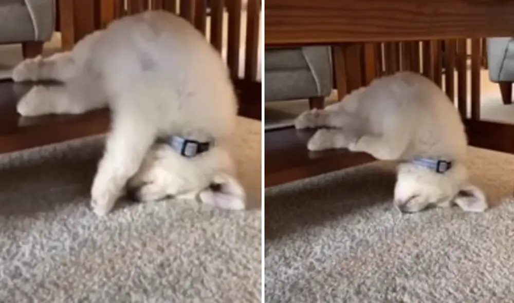 El video ha sido compartido a través del canal Rumble Viral. Foto: captura de YouTube.