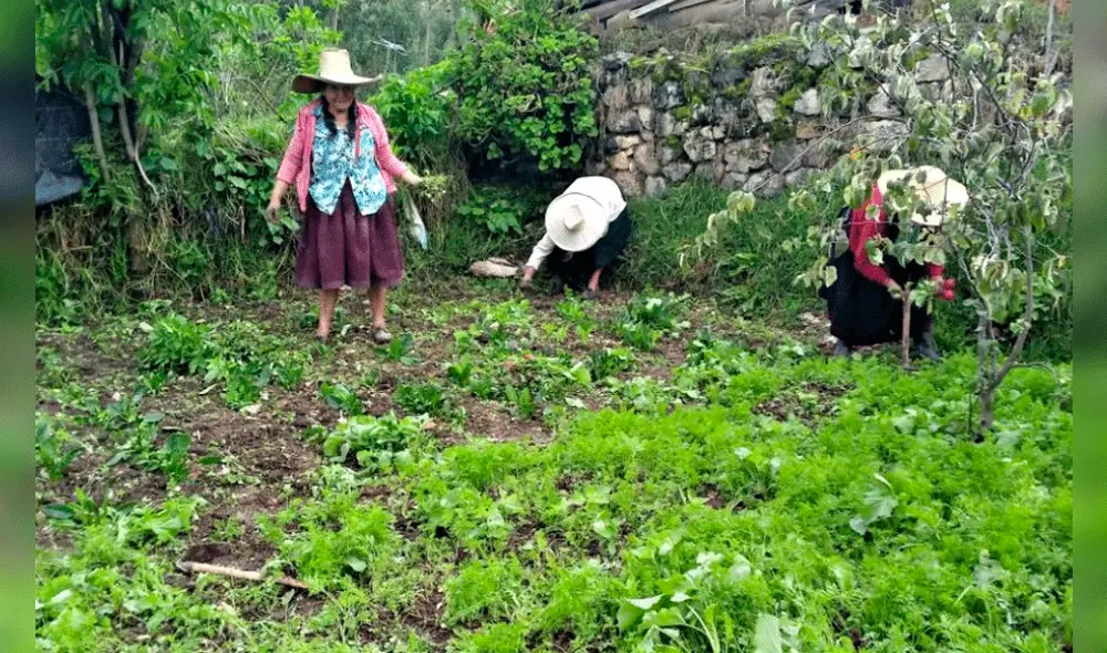 Mesías Guevara señaló que la producción del cultivo de hortalizas es para las familias vulnerables. Foto: Gobierno Regional de Cajamarca
