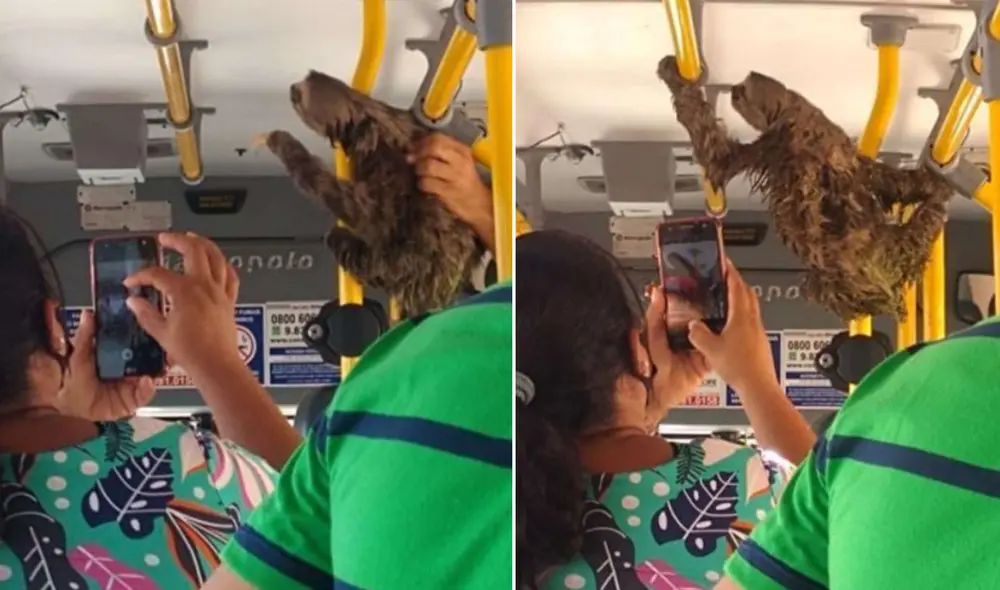 El animal se convirtió en el centro de atención del autobús y los pasajeros no dejaron de observarlo. Foto: The Dodo