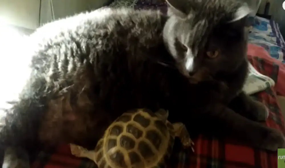 El video ha sido compartido en el canal Rumble Viral. Foto: captura de YouTube. El video ha sido compartido en el canal Rumble Viral. Foto: captura de YouTube.