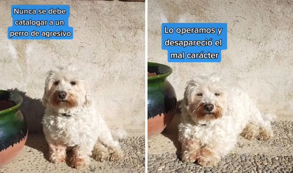 Así de tranquilo luce ahora Tubby, recuperado de los males que lo aquejaban. Foto: captura de TikTok / @patipanxo