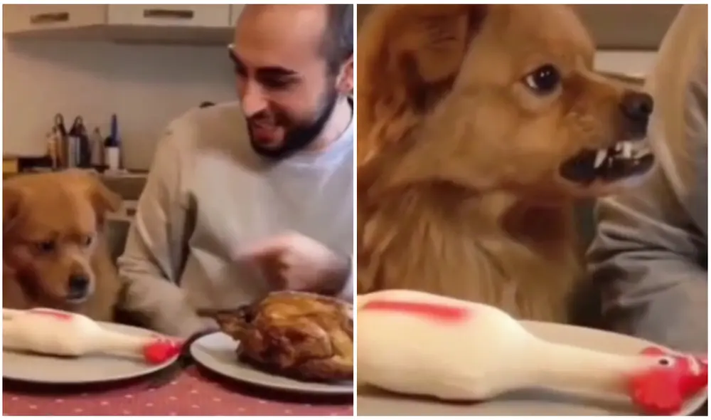 Al can no le gustó la broma que le hizo su dueño. Foto: captura de TikTok