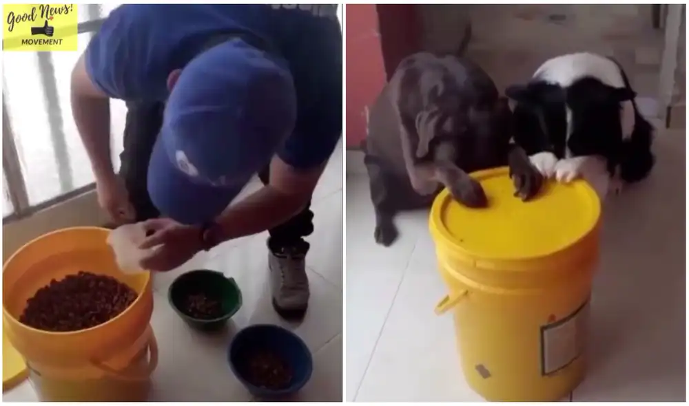 Los perros se apoyan sobre el balde para 'rezar'. Foto: captura de Good News Movement