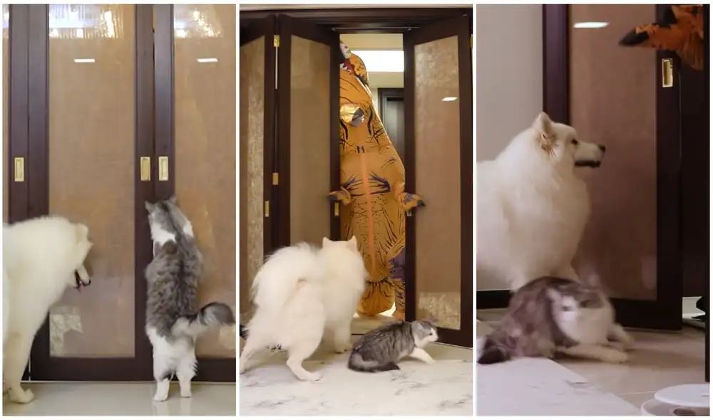 El gato se fue corriendo apenas vio al 'dinosaurio'. Foto: YouTube de MilkyBokiTan El gato se fue corriendo apenas vio al 'dinosaurio'. Foto: YouTube de MilkyBokiTan