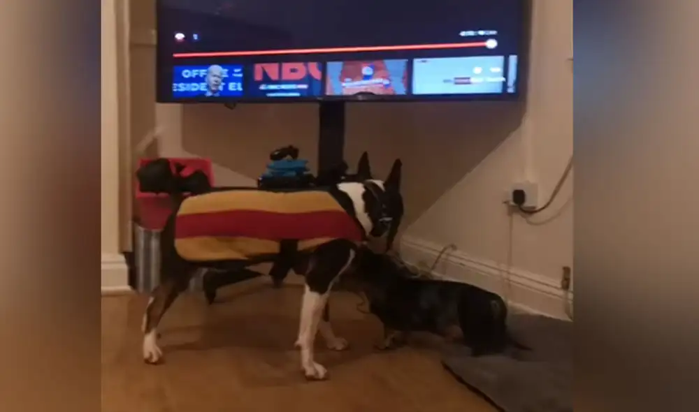 El travieso can quiso darle una calurosa bienvenida a su nuevo amigo y protagonizó una divertida escena. Foto: captura de YouTube