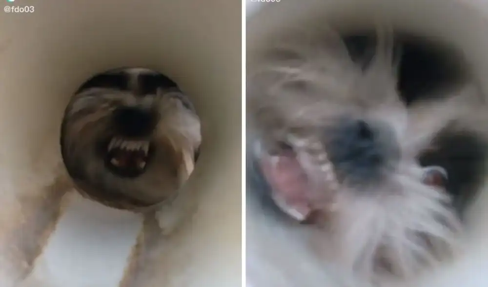 Como si estuviera poseído. Esta fue la imagen del perrito que espantó a los niños. Foto: captura de TikTok / @fdo03 Como si estuviera poseído. Esta fue la imagen del perrito que espantó a los niños. Foto: captura de TikTok / @fdo03