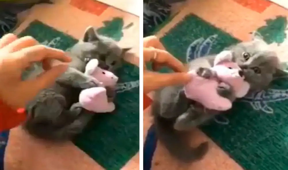 Un gato descubrió que su dueña intentaba alejarlo de su muñeco preferido e hizo todo lo posible para impedirlo. Foto: captura de TikTok Un gato descubrió que su dueña intentaba alejarlo de su muñeco preferido e hizo todo lo posible para impedirlo. Foto: captura de TikTok