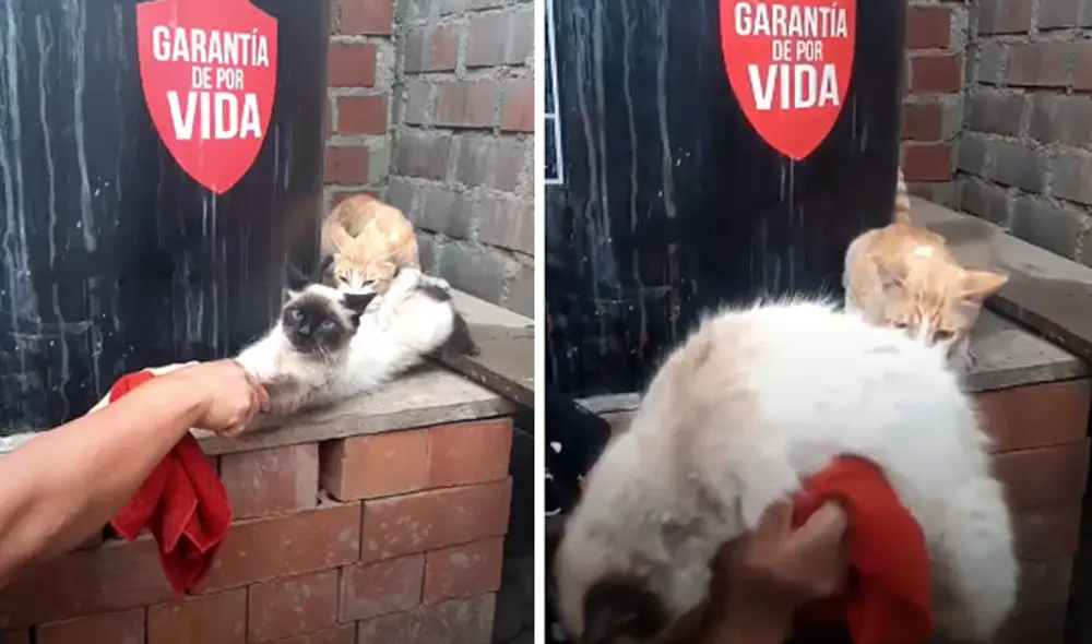 Miles de usuarios quedaron sorprendidos al ver a los animales. Foto: captura de Facebook. Miles de usuarios quedaron sorprendidos al ver a los animales. Foto: captura de Facebook.