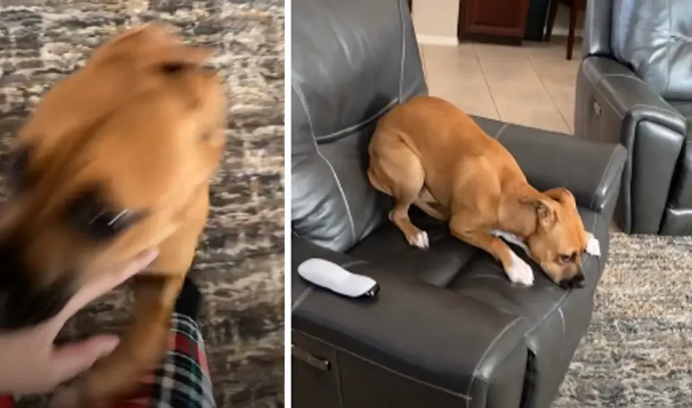 Miles de usuarios de rieron al ver la reacción del cachorro. Foto: captura de TikTok