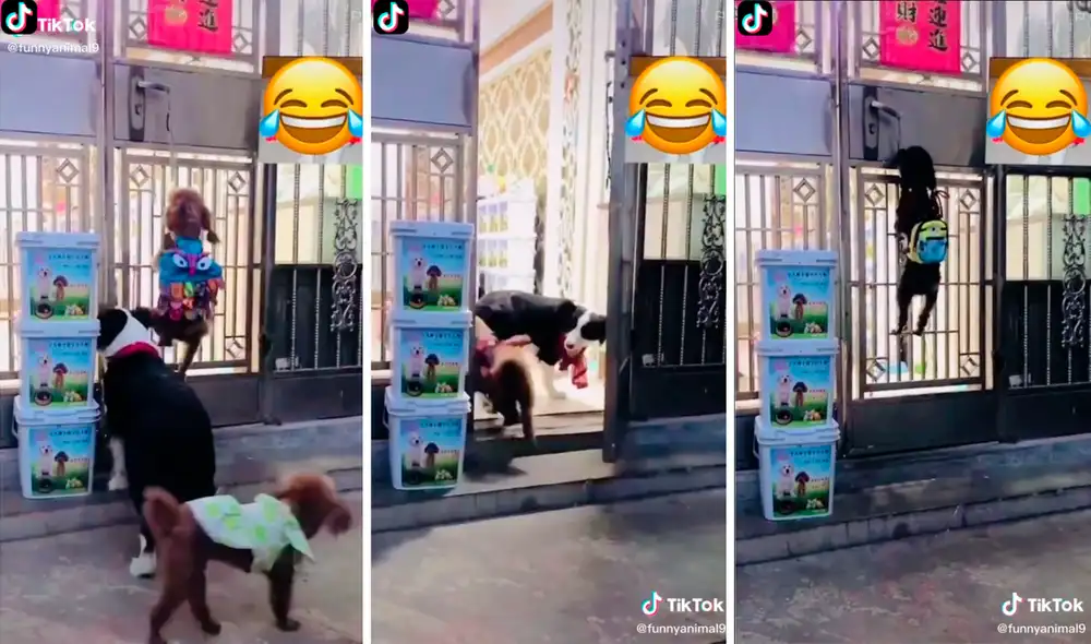 Uno de los perros escaló la puerta de su casa y la abrió para entrar él y sus mejores amigos. Foto: captura de TikTok