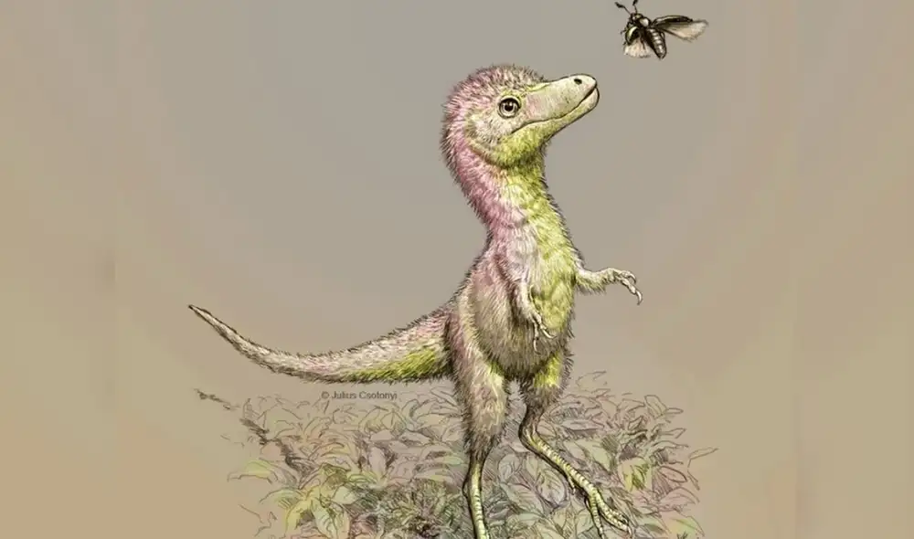 Impresión artística de cómo podría haber sido un tiranosaurio bebé. Foto: Julius Csotonyi