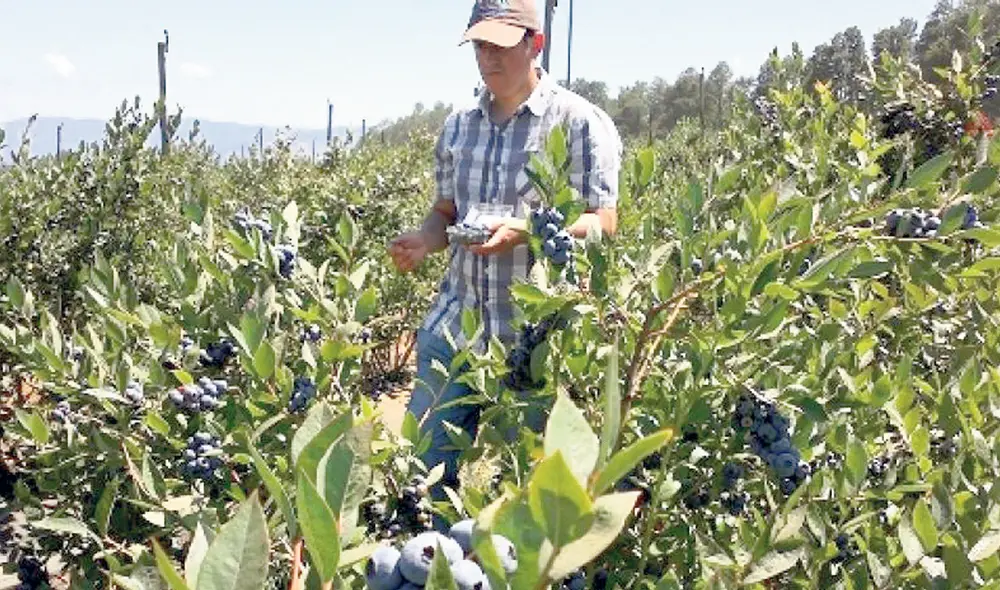 Alcance. Hay cerca de 500 mil trabajadores agroindustriales. Foto: Andina