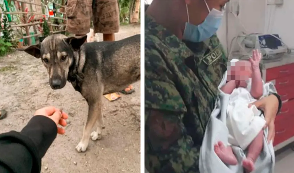 Un perro no dudó en acercarse a un hombre para guiarlo hasta un lugar, donde se encontraba un bebé. Foto: Hope for Strays/ Facebook