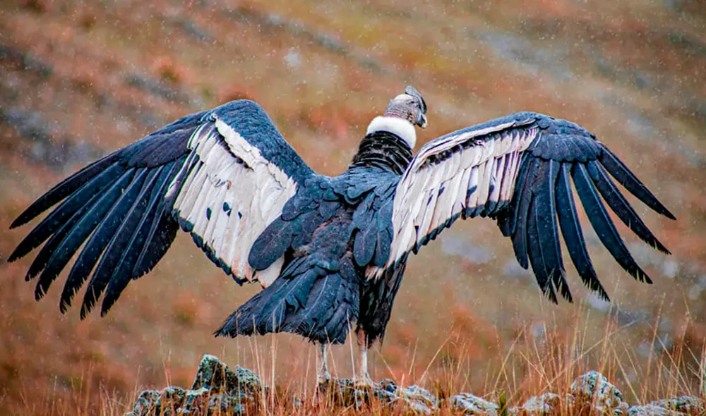 Cóndor andino liberado tiene aproximadamente 15 años. Foto: Municipalidad de San Jerónimo