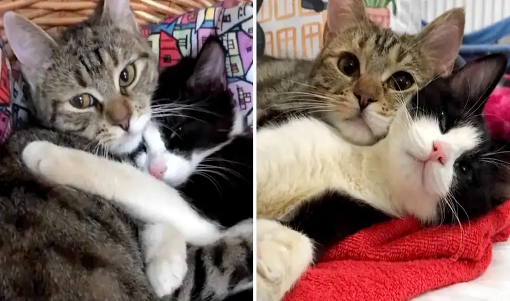 Los gatos se volvieron inseparables desde el día que fueron rescatados de las calles. Foto: captura de YouTube Los gatos se volvieron inseparables desde el día que fueron rescatados de las calles. Foto: captura de YouTube