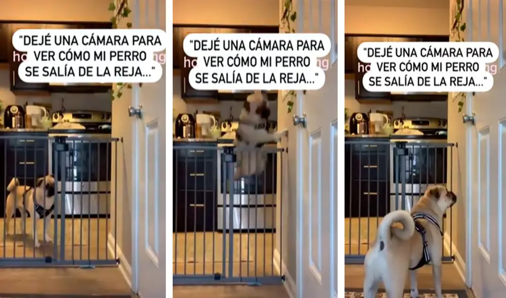 Una mujer quería saber cómo hacía su perro para salir a escondidas y se enteró de sus increíbles habilidades. Foto: captura de TikTok