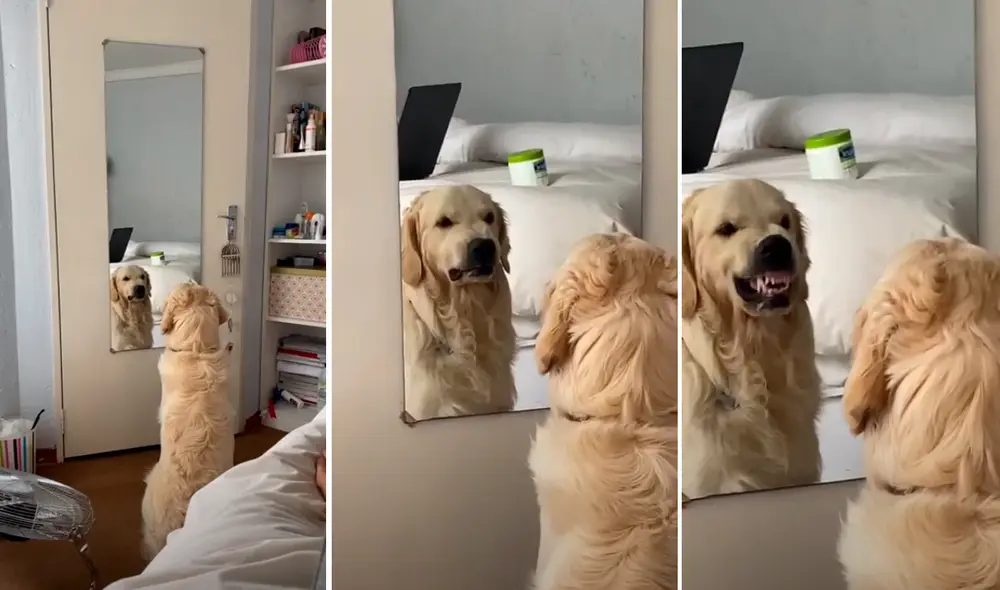 La mascota pensó que había otro perro en el espejo. Foto: captura de YouTube