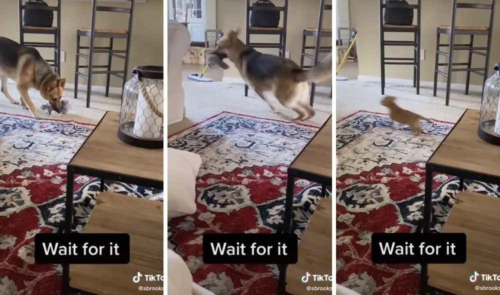 Así se vio esta graciosa persecución. Foto: captura de TikTok