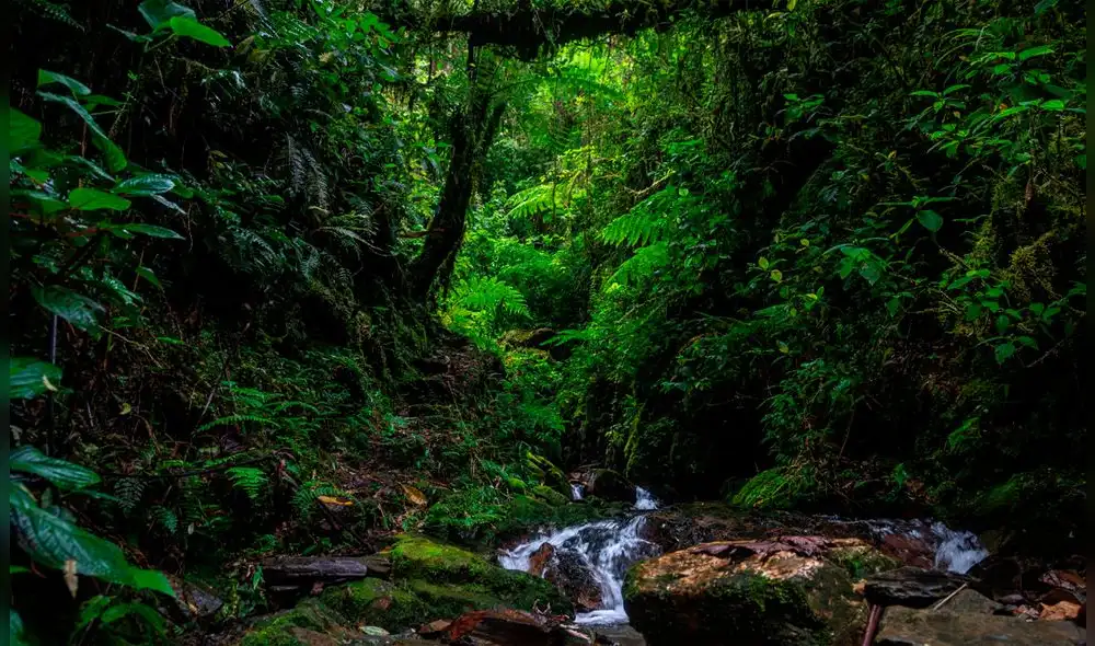 Chuyapi Urusayhua alberga 936 especies de plantas. Foto: Gobierno Regional de Cusco