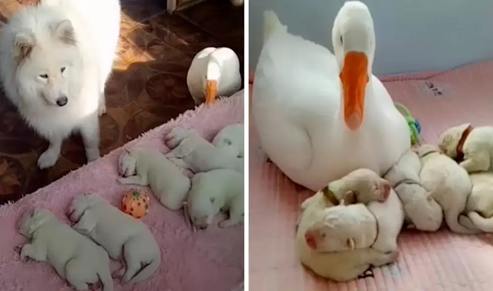 Un ganso demostró ser el ‘mejor amigo’ de una perrita y permaneció a su lado para apoyarla con sus bebés recién nacidos. Foto: captura de Facebook
