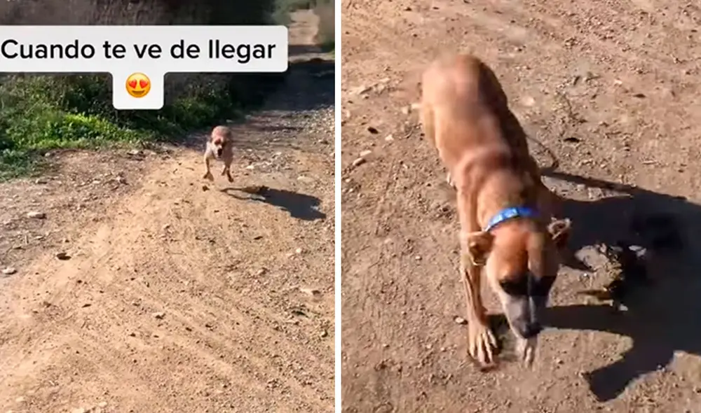 Una perrita corrió con todas sus fuerzas para darle el encuentro a su dueña, quien regresó a su vivienda. Foto: captura de TikTok
