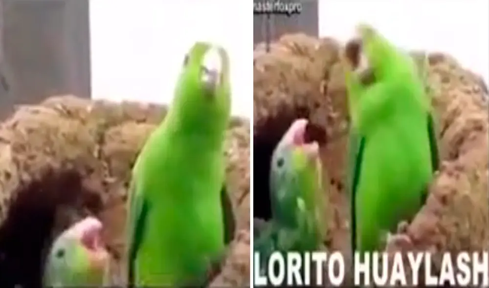 El ave comenzó a mover la cabeza y abrir el pico como si estuviera cantando. Foto: captura de TikTok El ave comenzó a mover la cabeza y abrir el pico como si estuviera cantando. Foto: captura de TikTok