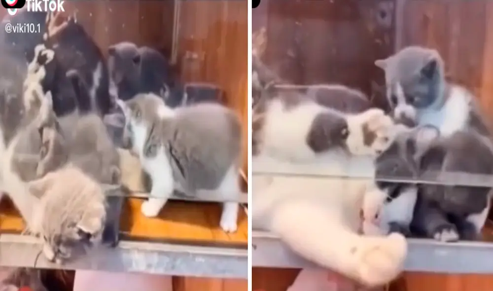 El travieso gatito comenzó a maullar al quedar atrapado en la rendija de una placa de vidrio. Foto: captura de TikTok