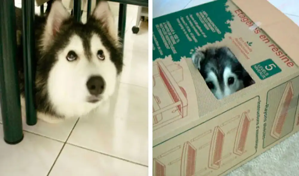 Una perrita llamada Tally sorprendió con su comportamiento, debido a que su dueño notó que actúa similar a un felino. Foto: Dong_of_justice