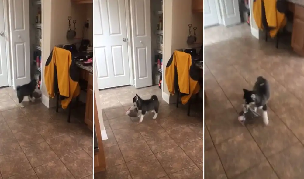 Este intrépido perrito se las ingenió para llevarse una enorme bolsa de comida sin ser descubierto. Foto: captura de TikTok