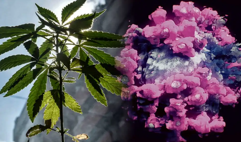 COVID-19. Los investigadores aclararon que las cepas de cannabis utilizadas en el estudio fueron creadas en laboratorio y no pueden comprarse en ninguna parte. Foto: composición AFP COVID-19. Los investigadores aclararon que las cepas de cannabis utilizadas en el estudio fueron creadas en laboratorio y no pueden comprarse en ninguna parte. Foto: composición AFP