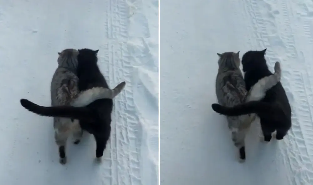 Los felinos han causado ternura en las redes sociales con su peculiar manera de caminar juntos. Foto: captura de TikTok