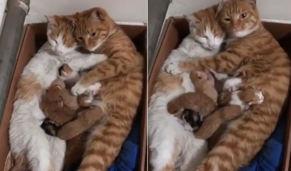 El dueño de esta familia de gatitos grabó una tierna escena en la que todos se demuestran afecto. Foto: captura de YouTube