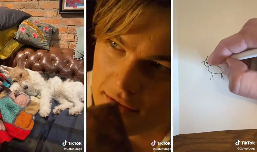 Así quedó esta 'obra de arte'. Foto: captura de TikTok / @2stupidogs