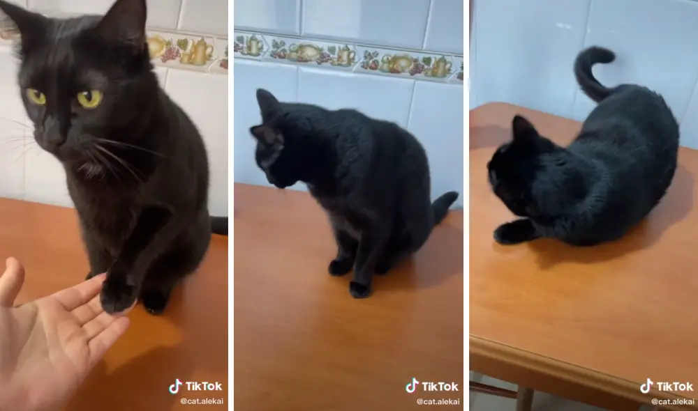 El gatito que tiene una inteligencia 'diferente'. Foto: captura de TikTok / @cat.alekai
