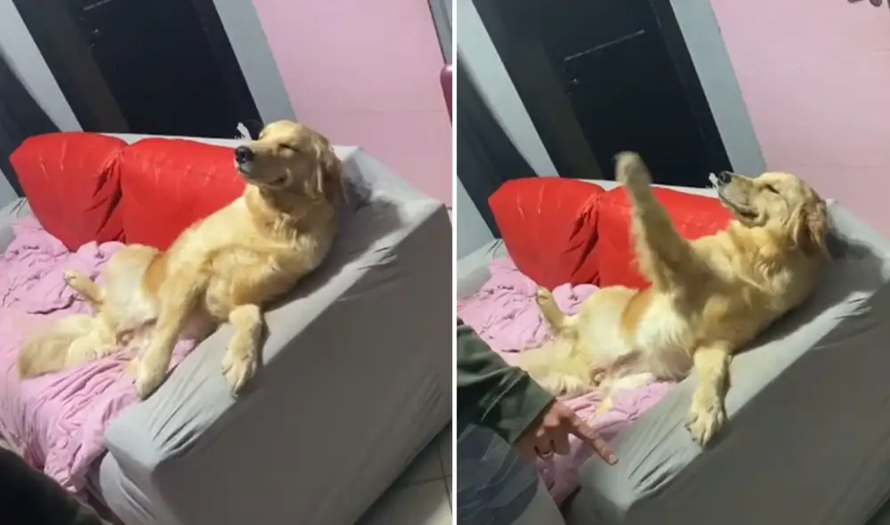 El can hizo caso omiso a los reclamos de su dueño y se negó a observar el desastre que había ocasionado. Foto: captura de TikTok