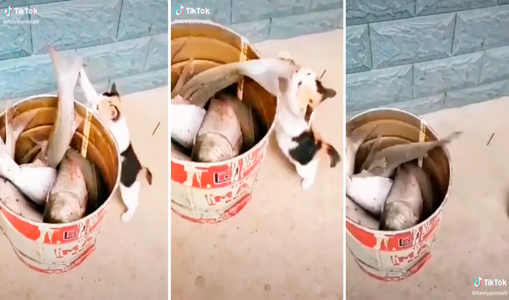 El gato se llevó una gran sorpresa al ver que el pez aún estaba vivo. Foto: captura de TikTok