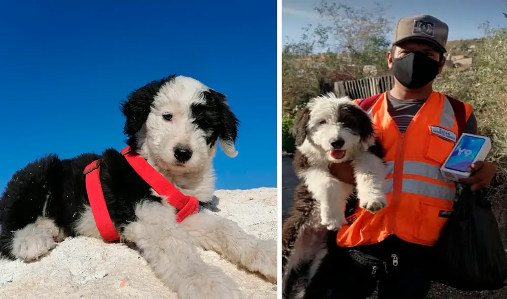 Coco se perdió en el distrito de Paucarpata. Foto: Jorge Luis Coco se perdió en el distrito de Paucarpata. Foto: Jorge Luis