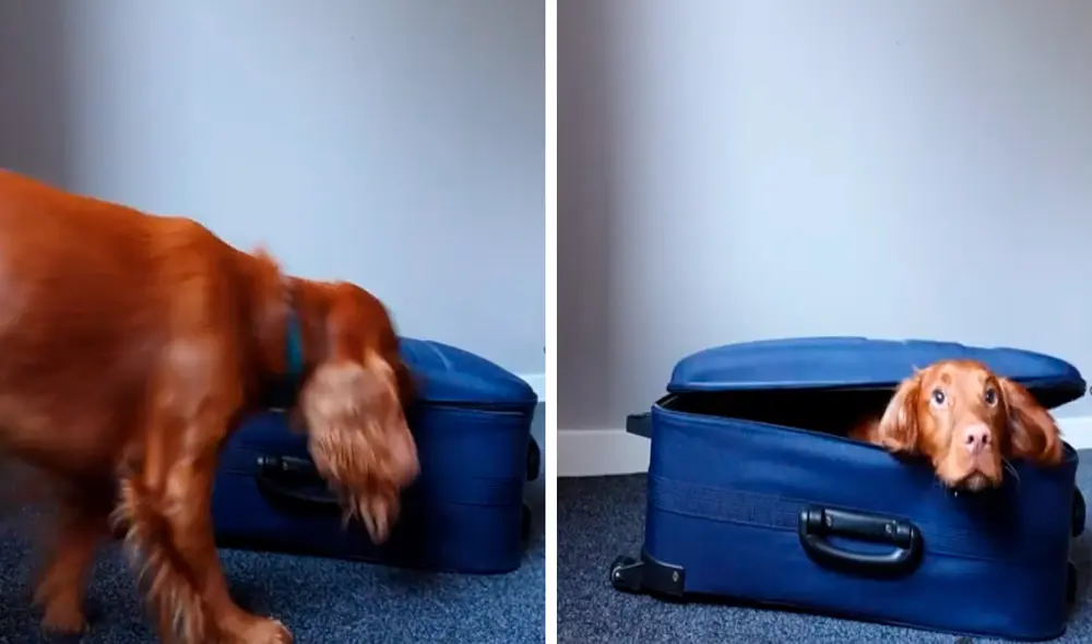 El perro no quería que su dueño viaje sin él y se metió en su maleta. Foto: captura de Facebook