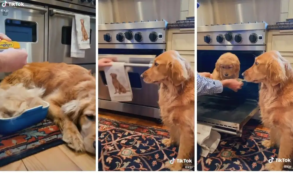 Así se vio el resultado de la 'clonación'. Foto: captura de TikTok / @kjp