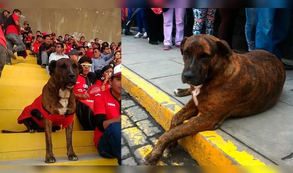 Scooby acompañó muchas veces a los hinchas del Melgar. Hoy ya no está más. Foto: Composición
