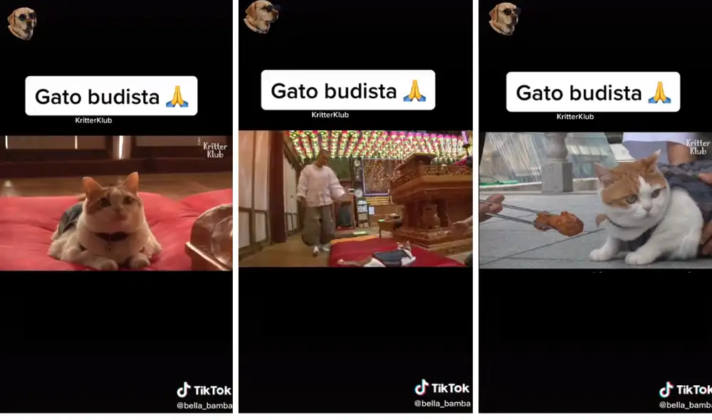 Nadie se esperaba la vida que llevaría el minino desde que llegó a este templo. Foto: captura de TikTok Nadie se esperaba la vida que llevaría el minino desde que llegó a este templo. Foto: captura de TikTok